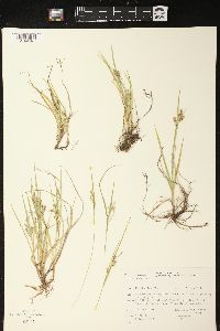 Carex aurea image