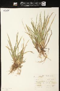 Carex backii image