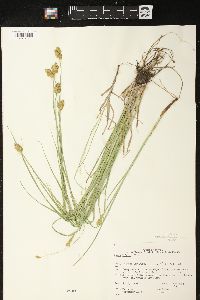 Carex bebbii image