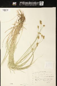 Carex bebbii image