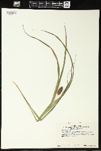 Carex typhina image