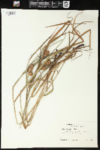 Carex typhina image