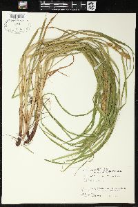 Carex typhina image