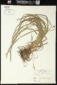 Carex typhina image