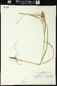 Carex typhina image