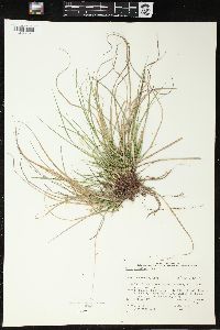 Carex umbellata image