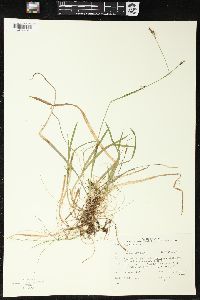 Carex vaginata image