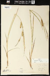 Carex vesicaria image