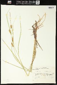 Carex vesicaria image