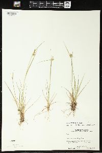 Carex viridula image