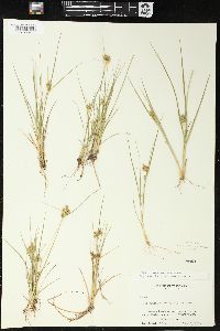 Carex viridula image