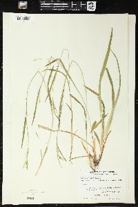 Carex woodii image