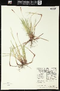 Carex woodii image