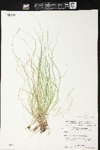 Carex brunnescens subsp. sphaerostachya image