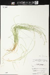 Carex brunnescens subsp. sphaerostachya image