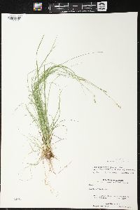 Carex brunnescens subsp. sphaerostachya image