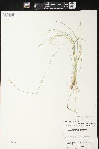 Carex brunnescens subsp. sphaerostachya image