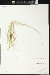 Carex brunnescens subsp. sphaerostachya image