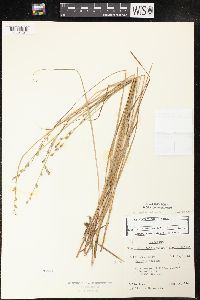 Carex lapponica image