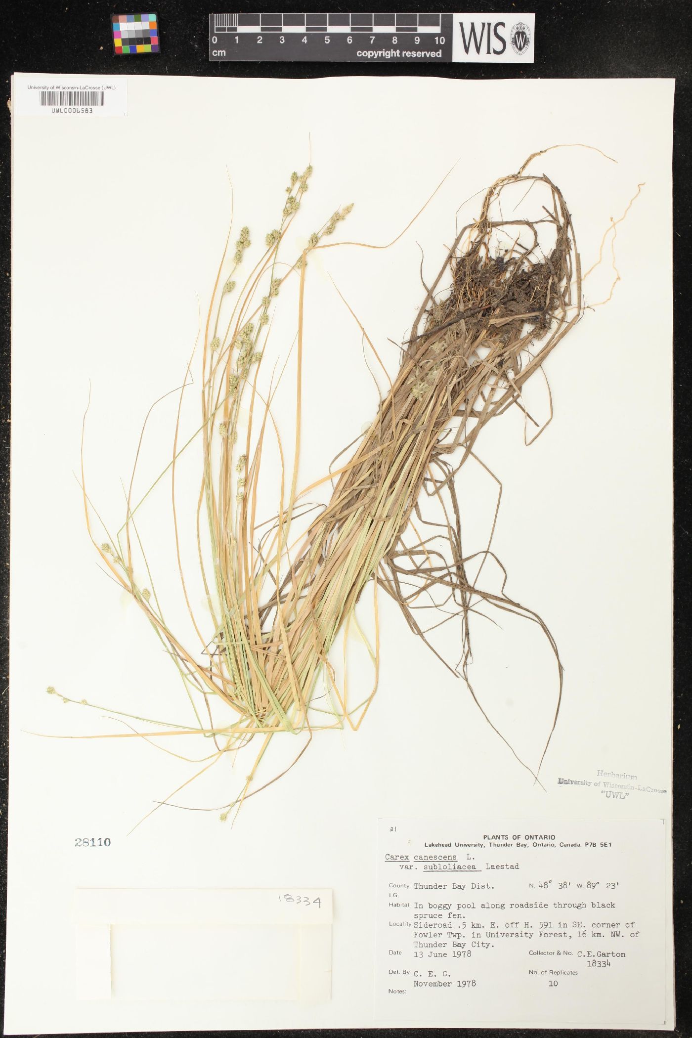 Carex lapponica image