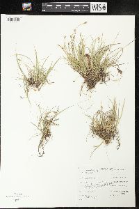 Carex concinna image