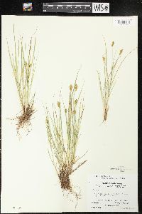 Carex crawfordii image