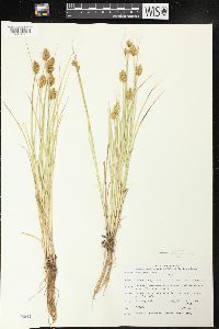 Carex crawfordii image