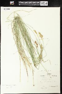 Carex crawfordii image