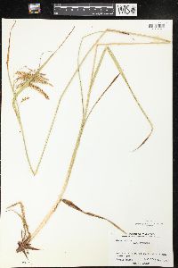 Carex gynandra image