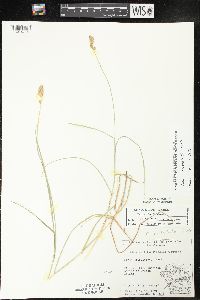 Carex cristatella image