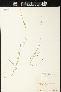 Carex aurea image