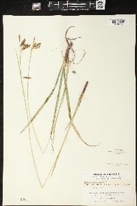 Carex castanea image