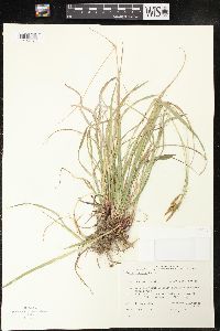 Carex castanea image