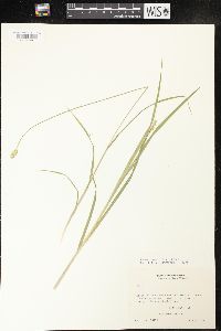 Carex cephaloidea image