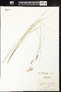 Carex cephalantha image