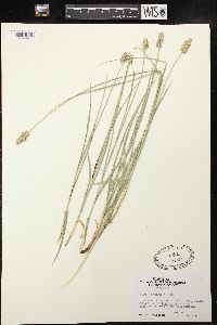 Carex siccata image