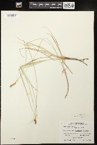 Carex siccata image