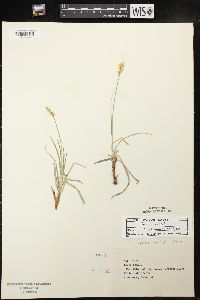 Carex siccata image