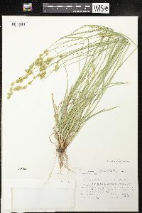 Carex foenea image