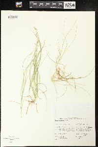 Carex disperma image