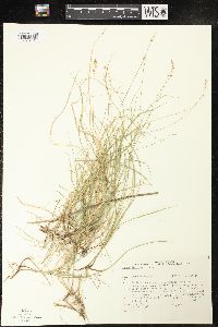 Carex disperma image