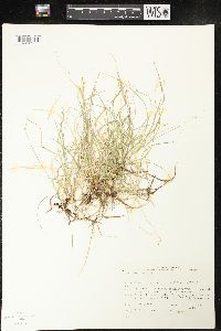 Carex disperma image