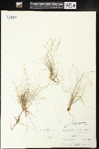 Carex eburnea image