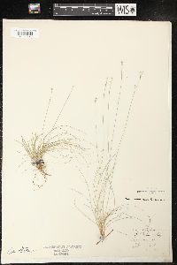 Carex eburnea image