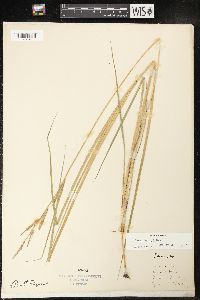 Carex emoryi image