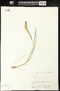 Carex emoryi image