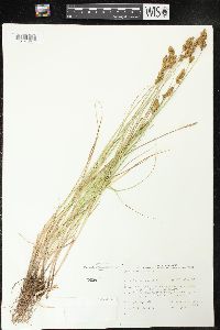 Carex cristatella image