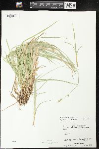 Carex deweyana image