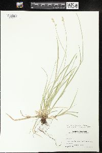 Carex deweyana image