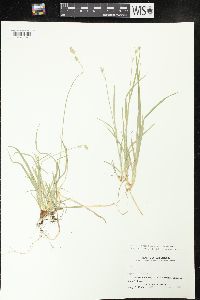 Carex deweyana image